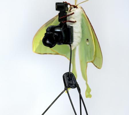 a luna moth shown cradling a tiny camera setup in Virginia Lee Montgonmery solo exhibition installation video titled BUTTERFLY BIRTH BED at Hesse Flatow gallery in New York