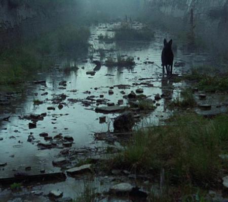 film still from movie stalker involving a wolf standing in silhouette in a green tinted swamp
