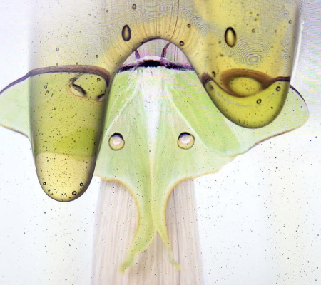 image of green moth with dripping liquid in the foreground