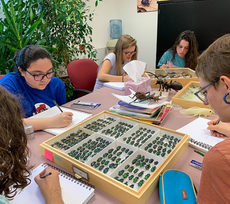 image of Studio Art and Art Education students drawing insect specimens at UT's world class Biodiversity Center 
