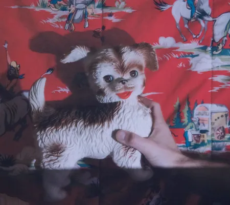 toy dog