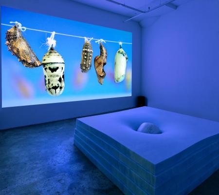 Installation Image from University of Texas at Austin Studio Art alumna and graphic facilitator Virginia Lee Montgomery Solo Exhibition Dream Cocoon featuring projection of a moth cocoon in a room bathed in blue light