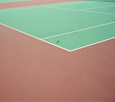 bird on tennis court