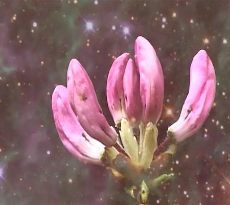 video still of flower in space