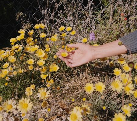 human hand holding flower in surrounding field of yellow flowers