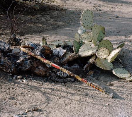 walking stick/cane laid over dead paddle cactus