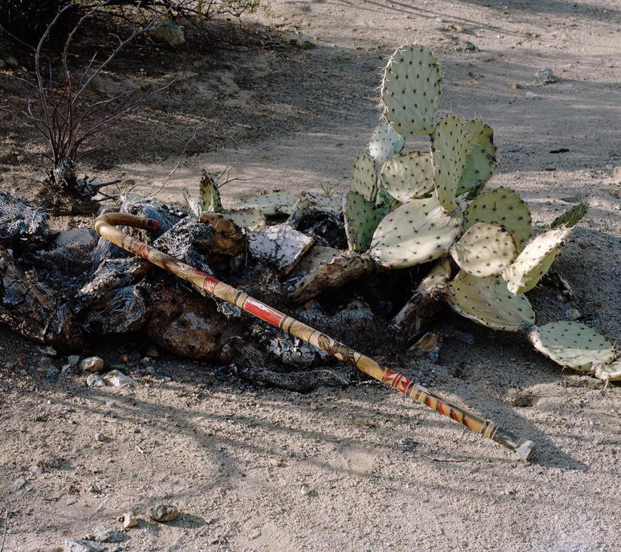 walking stick/cane laid over dead paddle cactus