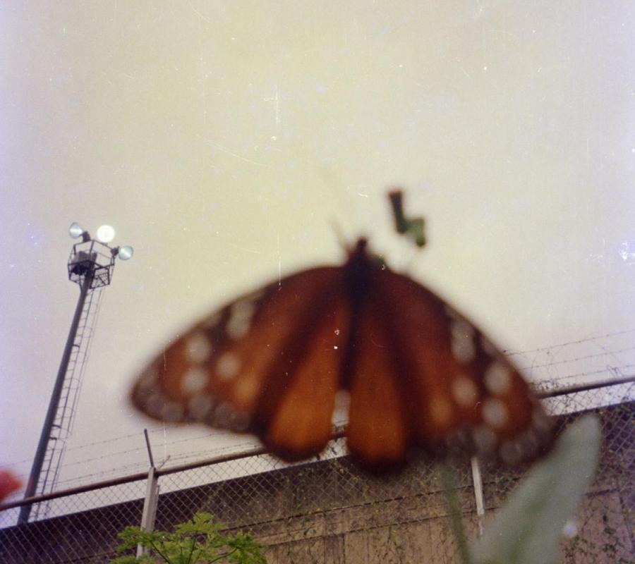 image of butterfly in forground, with prison wall in background