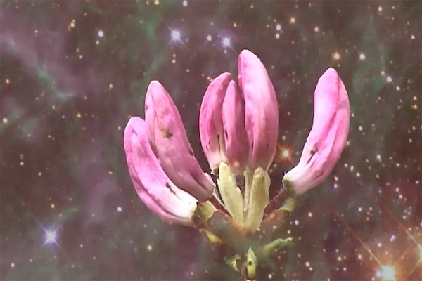 video still of flower in space