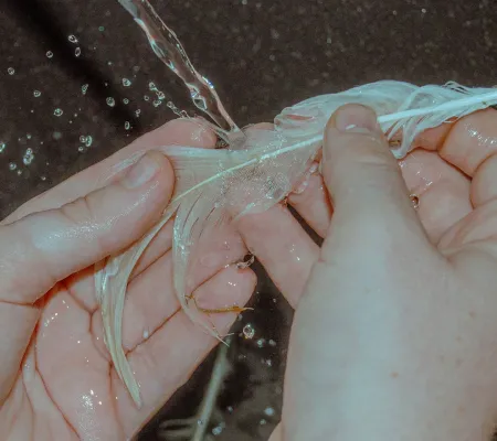 human hands washing bird feather in stream of water