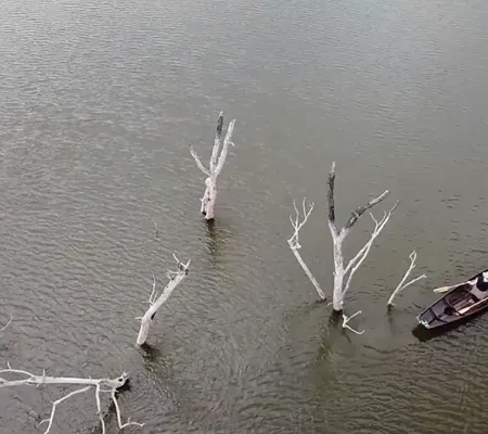 overhead photo of canoe in waterway among dead trees