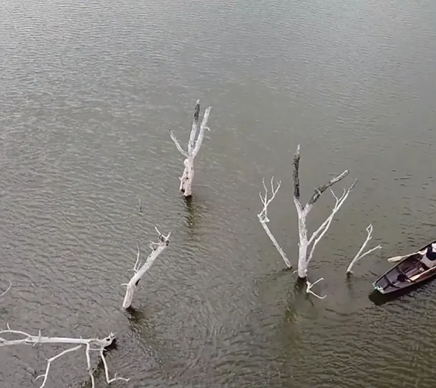 overhead photo of canoe in waterway among dead trees