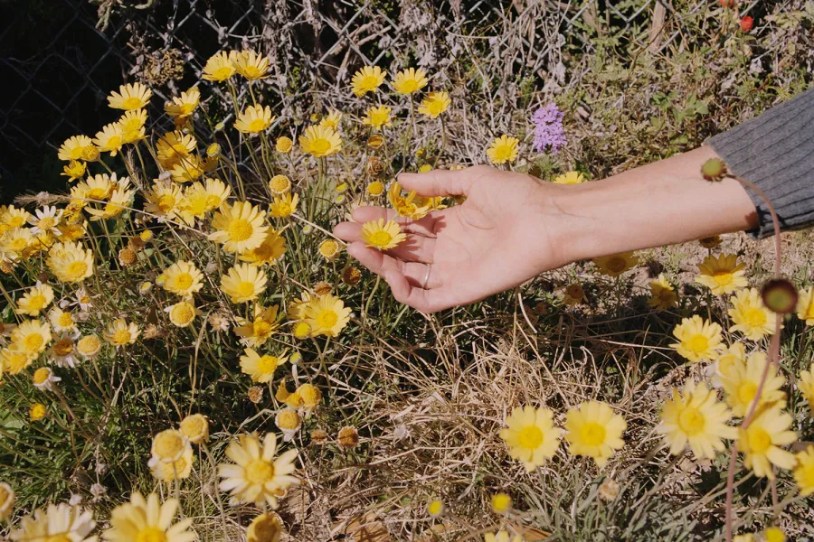 human hand holding flower in surrounding field of yellow flowers